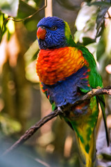 Coconut lorikeet photographed in South Africa. Picture made in 2019.