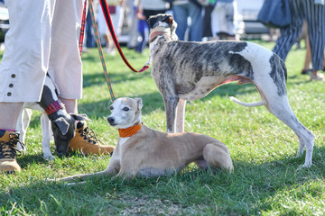 Woman walking on a leash of three dogs on the competition