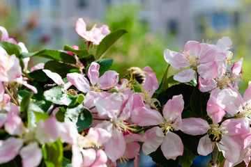 Branches with sakura flowers. Close-up