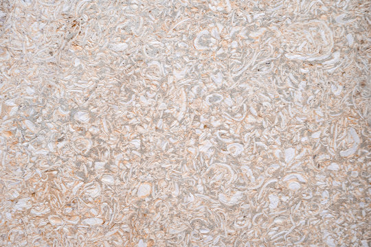 Coral stone porous texture with splashes of shell rock. Brickwork of a shell rock. Background structure. Block frame.