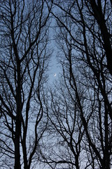 Obraz premium The photo shows a growing moon with tree branches