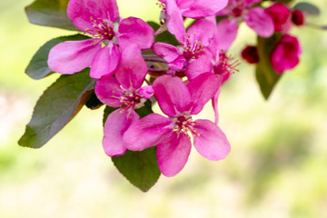 Fototapeta na wymiar Branches with sakura flowers. Close-up