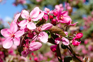 Branches with sakura flowers. Close-up