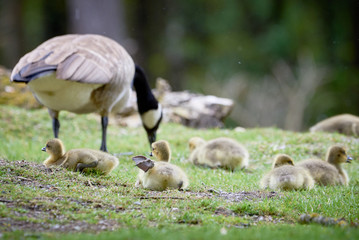 Canada Goose with goslings ( Branta Canadensis ), Teverener Heide Natural Park, Germany