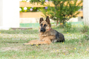 German shepherd dog with red collar, which lacks half ear posing and resting in the home garden