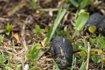A group of black poop that my dog made in the garden of my house