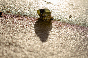 Snail on wet sand. Close-up.