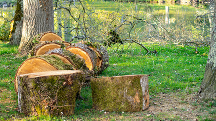 
Wind-blown tree cut into large chunks