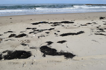 海辺に漂着した海藻やゴミ