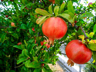Pomegranate tree with ripe colorful red Fruits on tree branches.