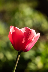close up of one red tulip flower blooming under the sun with blurry green background