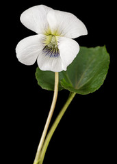 White flower of the violet, lat. Viola odorata, isolated on black background