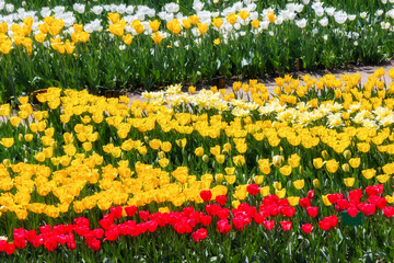 Beautiful red and yellow tulips bloom in the garden on a Sunny day. Glades of multicolored tulips. Spring festival of tulips.