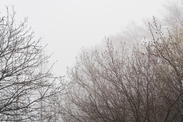 leafless tree branches are barely visible in fog in early spring