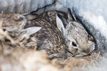 cute wild baby bunny rabbit 