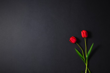 Mourning, the flowers, tulip mountain. Flowers for mourning on a dark background.