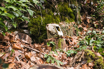 Obraz premium horse skull on a stump in the forest