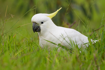 Eye Level Shot of a Cockatoo Feeding in the Grass