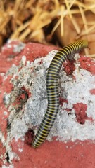 caterpillar on a leaf