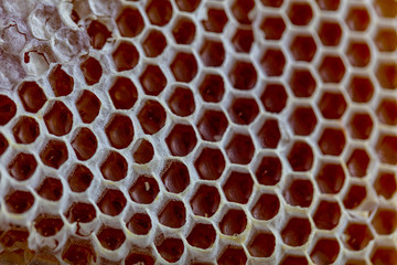 Closeup raw organic Honeycombs . Newly pulled honey bee honeycomb beeswax. Organic honeycomb...