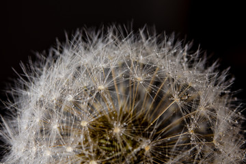 macro of dandelion flower