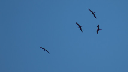 Fototapeta premium bando de pássaros voando no céu azul
