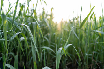 朝5時に撮った朝露の草