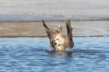 White-fronted or Speckle Belly Goose Flapping Wings