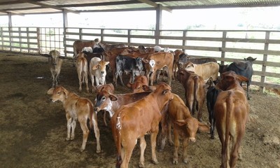 Naklejka na ściany i meble herd of cows in stable