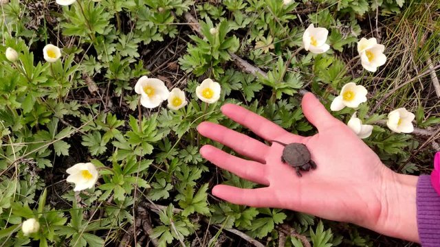 Close-up, In Kid Hands, A Small Black Marsh Turtle Lies . Against The Background Of Blooming White Flowers. Spring, Young Turtles Are Born