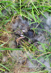 A nest of newborn wild rabbits in a grassy yard in Illinois.