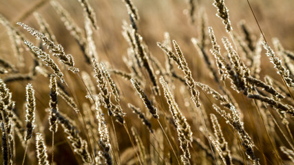 Fototapeta premium golden wheat field