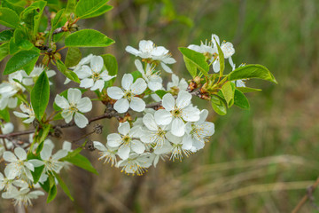 white and dense blossom on tree in spring