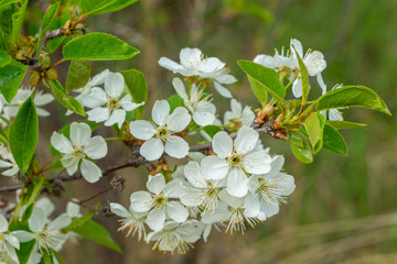 white and dense blossom on tree in spring