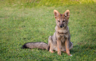 Hermoso zorro gris sentado sobre el césped (a la derecha de la imagen) mirando atento hacia la izquierda de la foto.