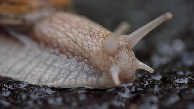 Snail face with its eye retracting. Close-up, macro shooting.
