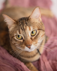 gato, gata, femenino, rosa, delicado, orejas, ojos, uñas, maullido, casa, atigrado, pelo, asma, alergia, nariz, nariz húmeda, felino, doméstico, aislado, cuco, cabeza, animal, mascota, gris, neutro, f