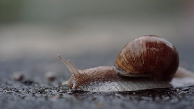 Close-up. Snail crawling on the wet asphalt road on a rainy day
