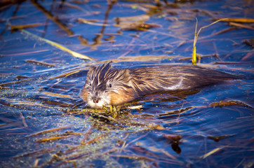 muskrat in marsh