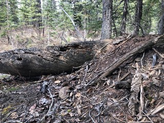 old stump in the forest
