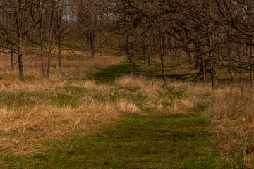 morning in the forest