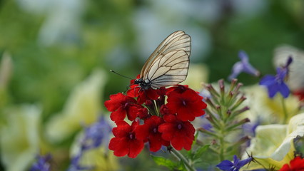 butterflies on flowers
