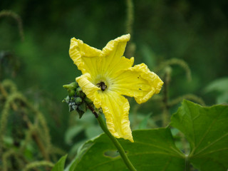 yellow flower in the garden