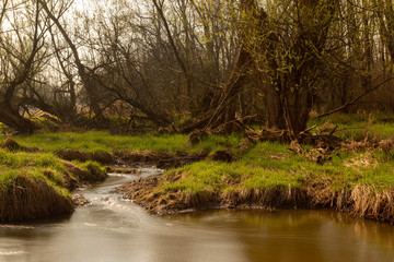 river in the forest in the morning
