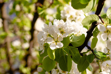 Blossoming pear. White flowers close-up.