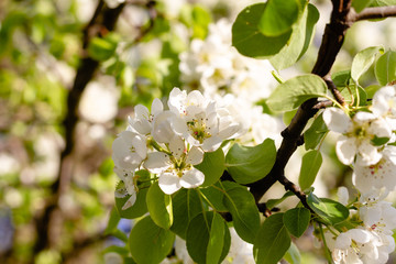 Blossoming pear. White flowers close-up.