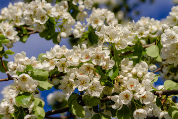 Blossoming pear. White flowers close-up.