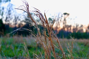 Fototapeta premium grass in the wind