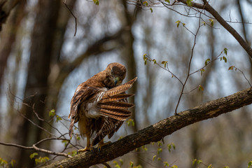 red tailed hawk