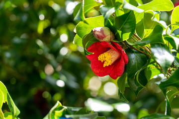 Camellia - Camellia japonica -  flower is in bloom in Fukuoka prefecture, JAPAN.